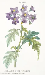 Solanum Quercifolium, Tafel LXXI, aus LAntotrofia Ossia La Coltivazione DeFiori von Antonio Piccioli, 1834